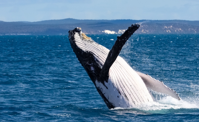 Observation des baleines à Hervey Bay